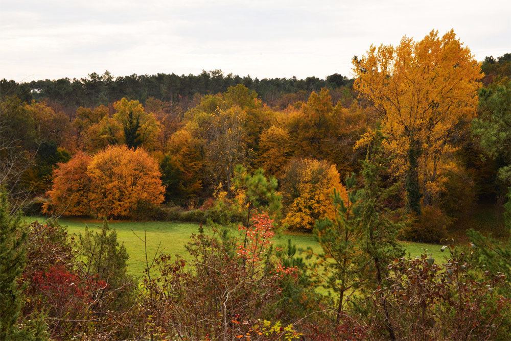 DSC_2610w.thumb.jpg.588284cc1a2f88f314dffe25735a59c6.jpg