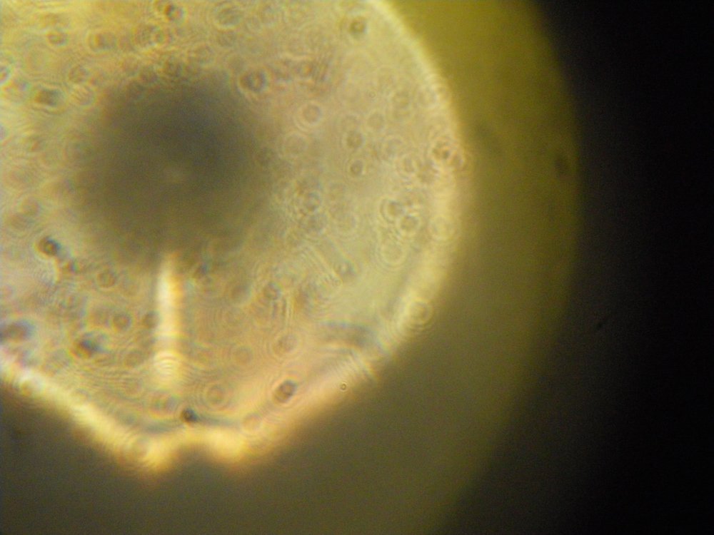 collimC8.thumb.JPG.518ff62dc27e07528e99c8030dbd5de4.JPG